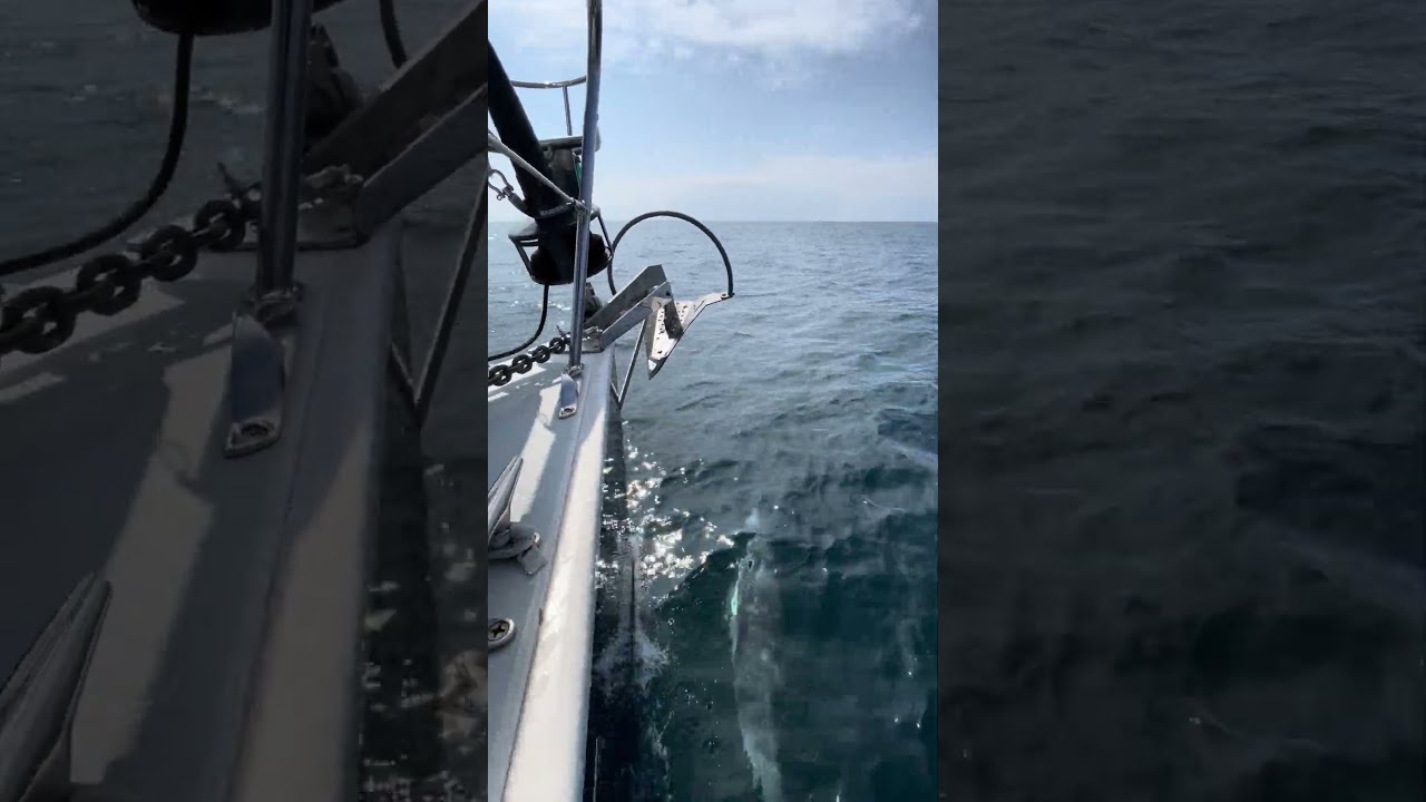 DOLPHIN while sailing to Santa Cruz Island#ourladydefiant #sailboat #boat #dolphin