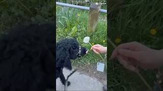 Max inhaling a dandelion #dog #funny #dandelion