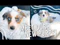 PICKING UP MY NEW 8 WEEK OLD AUSTRALIAN SHEPHERD PUPPY!!! 🐶💕 + Our First 48 Hours With Her!
