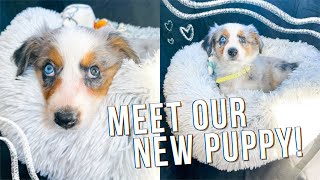 PICKING UP MY NEW 8 WEEK OLD AUSTRALIAN SHEPHERD PUPPY!!! 🐶💕 + Our First 48 Hours With Her!