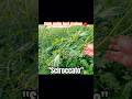 Effetti dello #scirocco sul #pomodoro #agricoltura