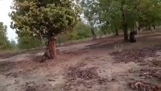 Video of Anti-Naxalite operation in Chattisgarh