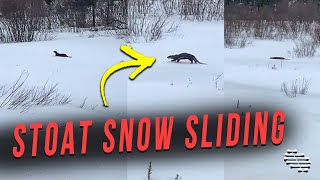 Stoat Decided That Snow Sliding Is the New Walking