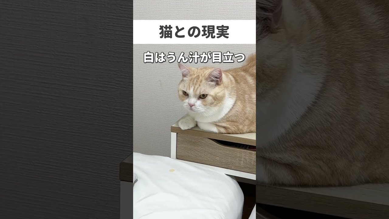 猫 #cat #猫好きさんと繋がりたい #猫のいる暮らし #好きな子猫