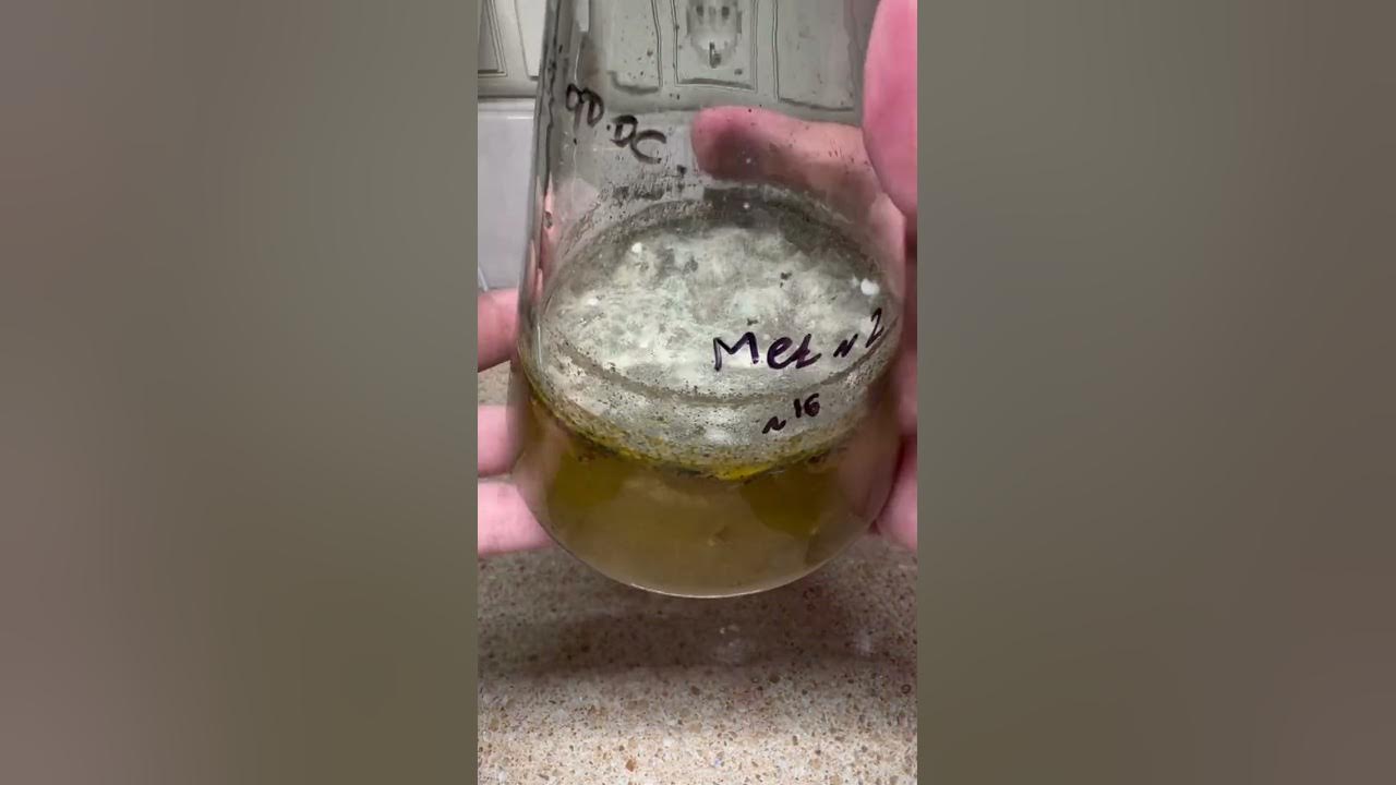 Шампиньоны на даче. После сбора грибов. Золотая осень в лесу грибы. Как вырастить опята на даче. Вырасти грибы видео.