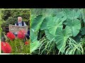 Taro colocasia oreilles dlphant une touche exotique au jardin le quotidien du jardin n390