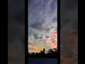 الضحى من نور من والندى من فيض من سبحت لله في العيش الطيور