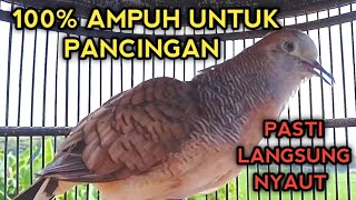 PERKUTUT BANGKOK GACOR SUARA AMPUH UNTUK PANCINGAN 100% NYAUT SEMUA