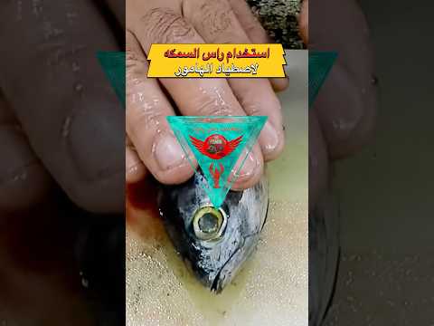 طريقه استخدام رأس السمكة لصيد الهامور  صيد   هامور