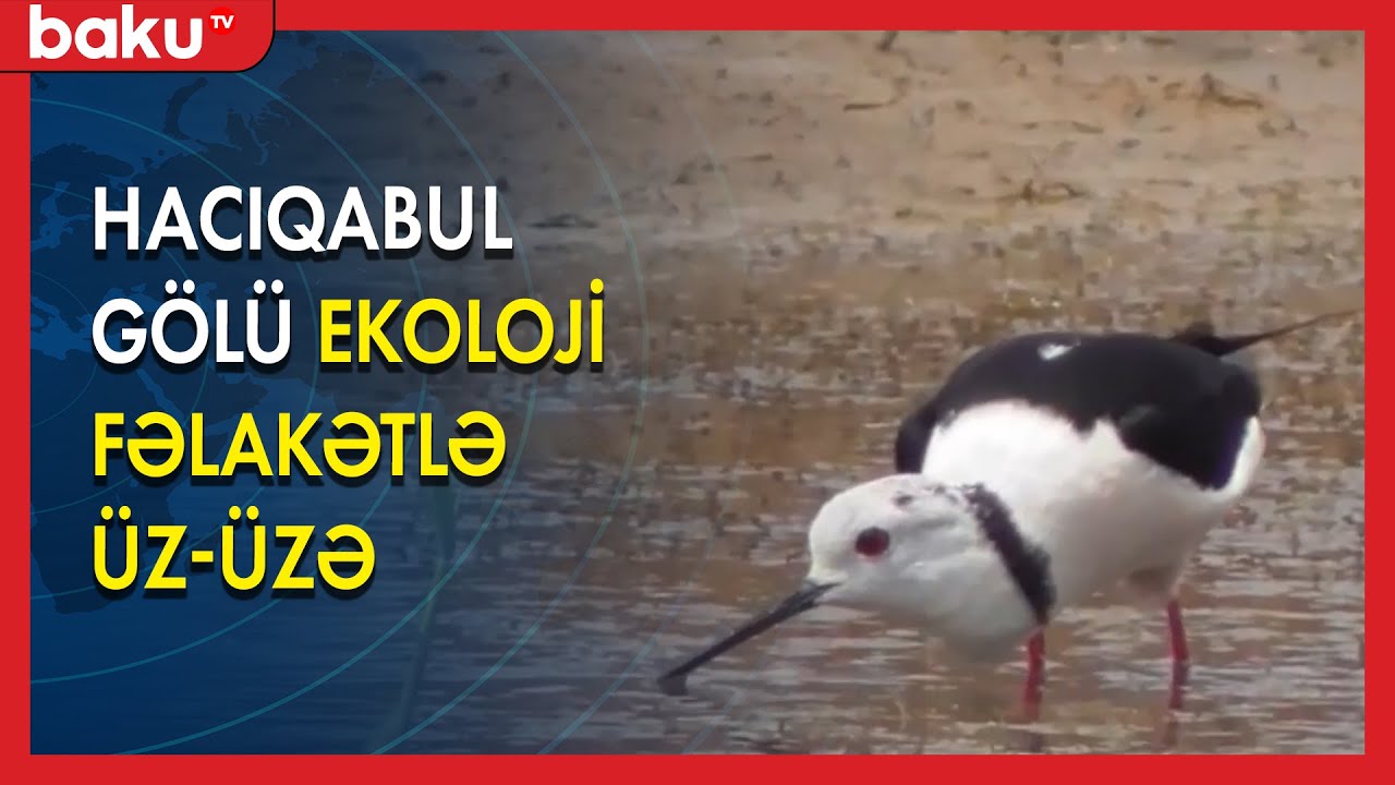 Hacıqabul gölü böhran vəziyyətindən çıxacaqmı?  - BAKU TV