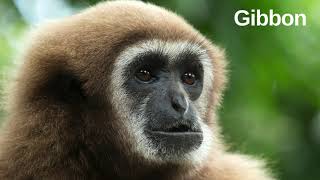 Gibbons are apes in the family Hylobatidae.