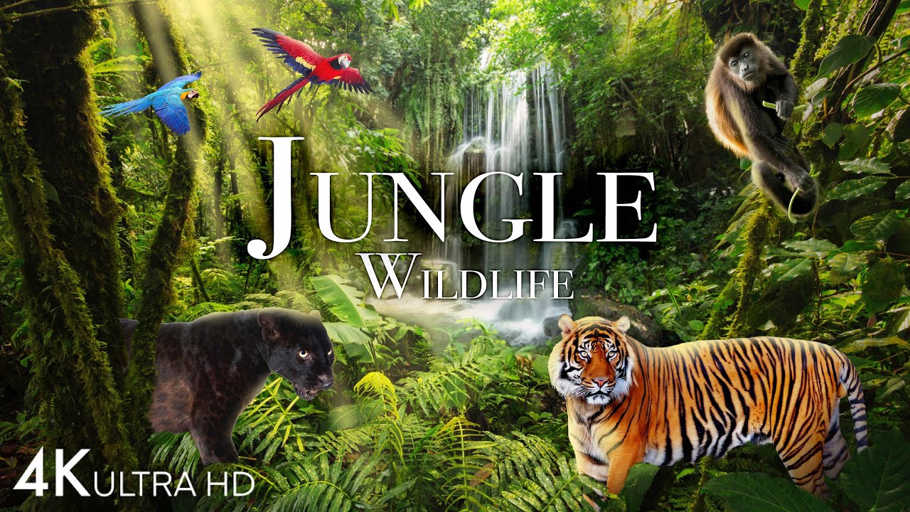 Jungle Wildlife In 4K   Animals That Call The Jungle Home  Rainforest  Scenic Relaxation Film