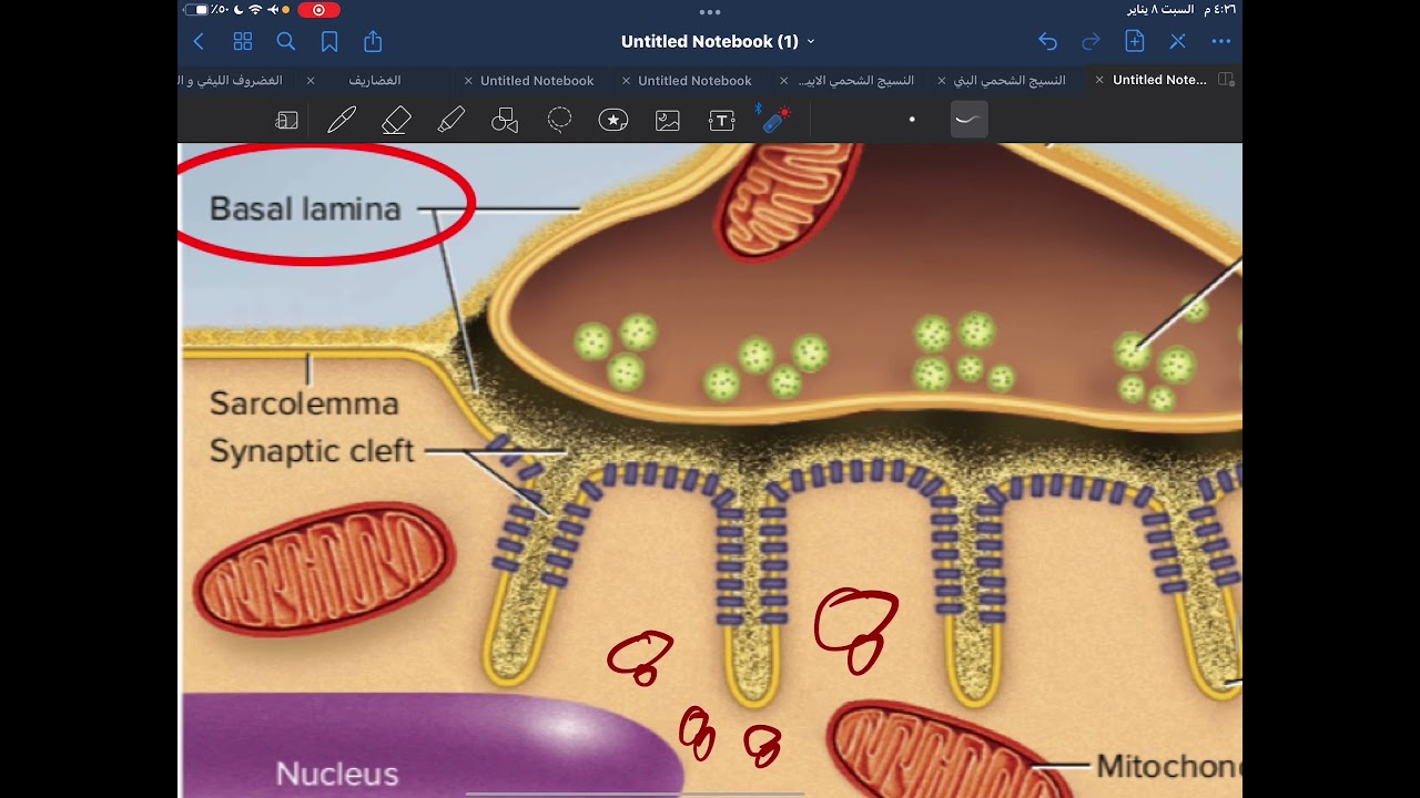 التعصيب في العضلات الهيكلية