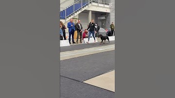 Our girl PCH & JCH Anthea JuodaRoze. Rated: excellent 1/3, JN, JBOB, JCACIB.  What an exciting week.