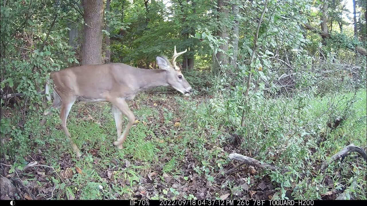 A Buck Rubbing Up Against Two Different Trees Trenton, NJ bucks 
