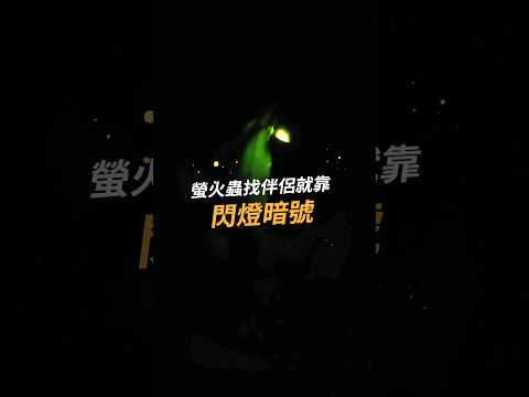 【揭開螢火蟲發光暗號! 】#屏科大 #NPUST #綠色大學 #永續 #生態保育 #螢光小菇 #螢火蟲 #窗螢 #端黑螢 #黃緣螢 #發光器 #求偶 #野生動物保育研究所