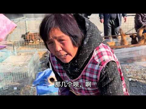 不啰嗦，直接上干货，金毛300一条，喜欢的来吧