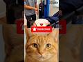 It's not what you #32 😂⁉️#cat#meme#funny#trending#viralcat#dance#catvideo
