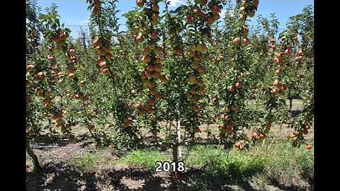 AB. ANP-0534 Cordon Flat Open Tatura D6 rootstock demo