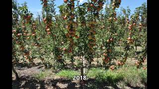AB. ANP-0534 Cordon Flat Open Tatura D6 Rootstock Demo AB. ANP-0534 Cordon Flat Open Tatura D6 Rootstock Demo