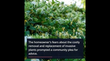 Homeowner Faces Invasive Plant Nightmare: Solutions and Strategies