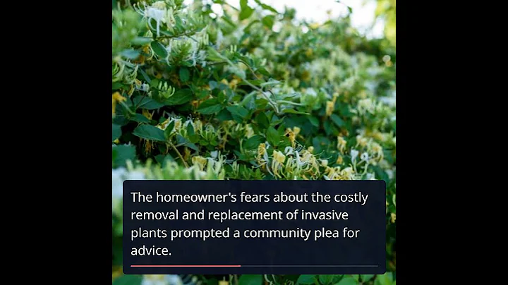 Homeowner Faces Invasive Plant Nightmare: Solutions and Strategies