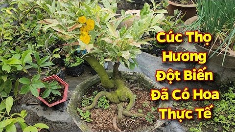 Review Cúc Thọ Hương Đột Biến Lá Cẩm Thạch Ra Hoa✨️CS Cần Thơ HG