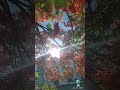 Gorgeous Flamboyan | Royal Poinciana Plant