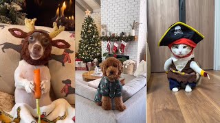 Animal Trends TikTok / Compilation of funny pets / CUTEST animals that will MAKE YOUR DAY