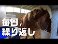 【馴致】毎日、繰り返し【調教】～若きサラブレッドの競走馬への道のり～
