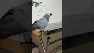 Talking and Laughing Parrot Rocky 🦜🥰 #africangrey #talkingparrort #cuteparrot #birds #pets #parrot by Rocky and The Flock 227 views 4 days ago 1 minute, 16 seconds