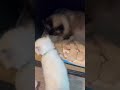 Nymeria had 6 babies today