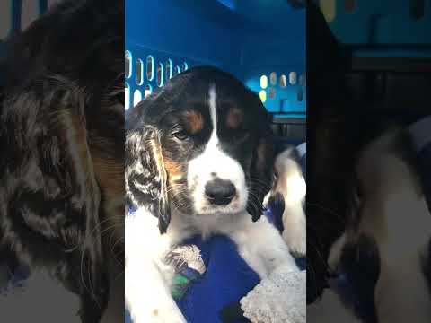 TOO Cute Puppy