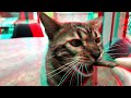 Bengal cat - Close-up - Shot with 2 iPhone 8 - 3D Anaglyph