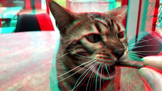 Bengal cat - Close-up - Shot with 2 iPhone 8 - 3D Anaglyph