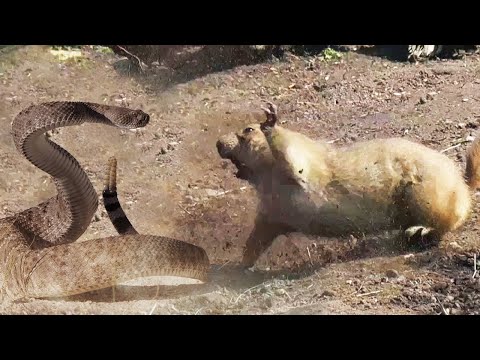 Видео: С этими Грызунами не связываются даже Змеи! Луговые собачки – Бесстрашные землекопы!