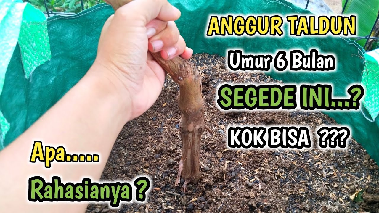 Rahasia Agar Pohon Anggur Cepat Besar & Batangnya Bulat‼️