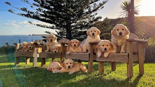 Golden Heart Golden Retriever Puppies by Fox Family nz 4,670 views 1 year ago 4 minutes, 54 seconds