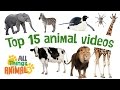 * TOP 15 AMAZING ANIMALS FOR KIDS * | Playlist | All Things Animal TV