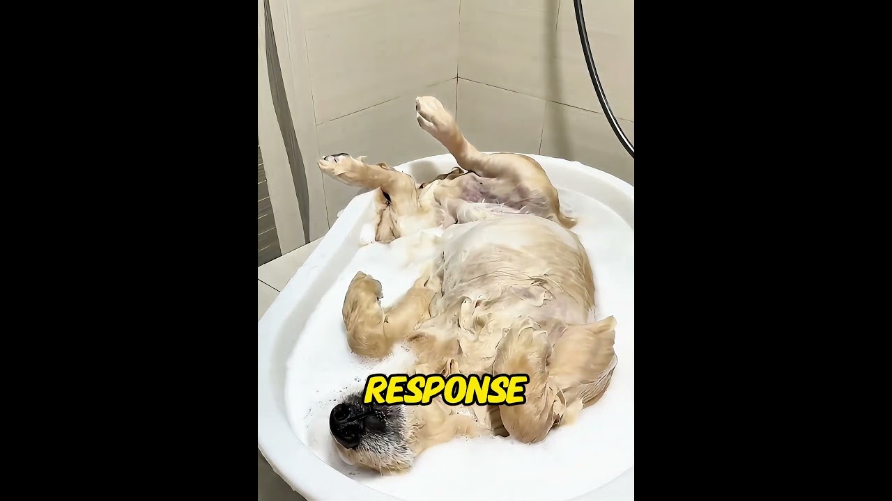 Would you like to send birthday wishes to this clever little dog?#pets #funny #animals #dog