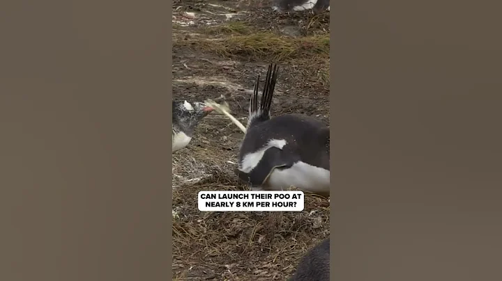 Humboldt Penguins: The Poop Shooters