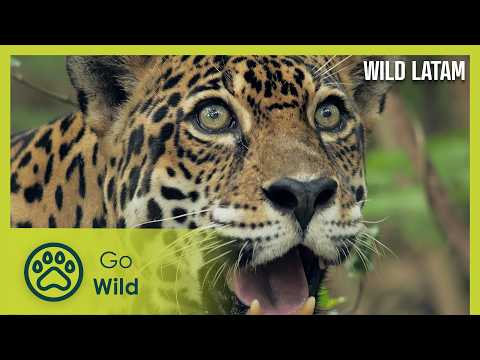The Rainforest | Wild LATAM 8/10 | Go Wild