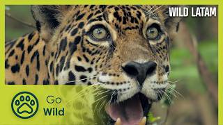 The Rainforest | Wild LATAM 8/10 | Go Wild