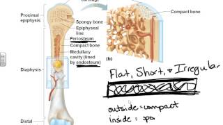 A&P I- chapter 6 bone tissue