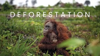 Deforestation: Facts, Causes & Effects