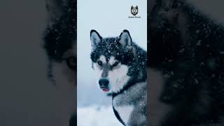 Alaskan Malamute  Dog Breed | Animals Breeds #dog #animals #dogbreed