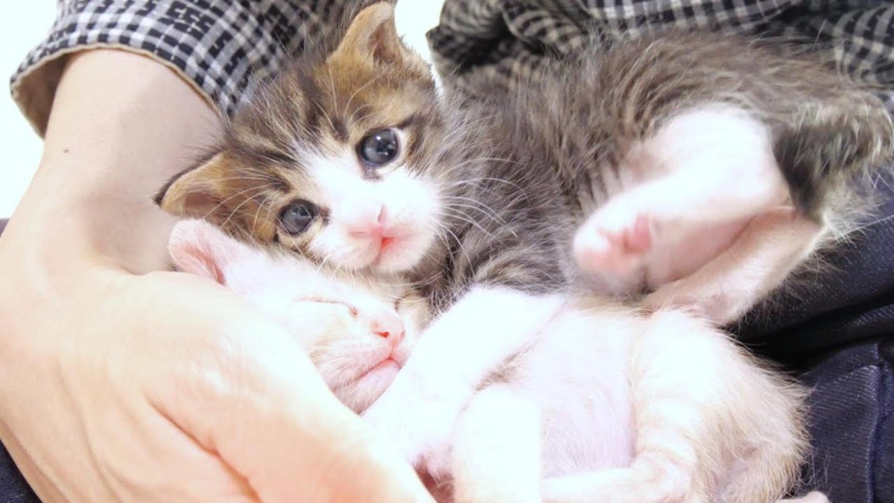 寝ている子猫の頭上にドーンと降ってきてビックリ！と思いきや‥・【赤ちゃん猫　保護猫】