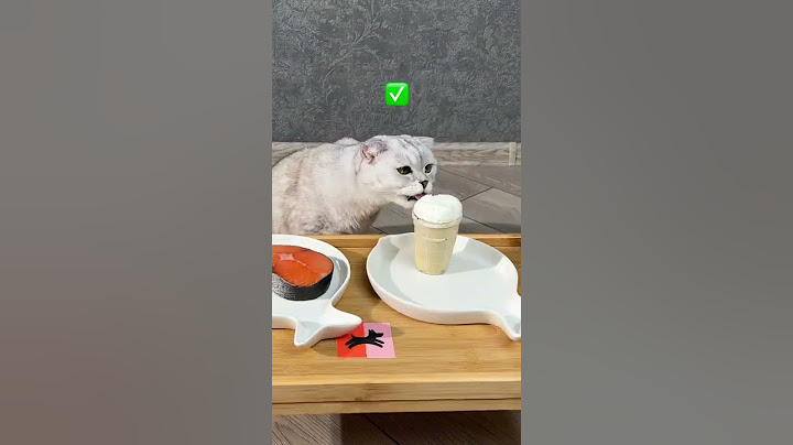Cat Sonya the taster 😋