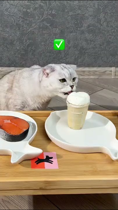 Cat Sonya the taster 😋