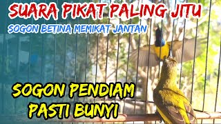 SOGON BETINA PIKAT MEMANGGIL JANTAN AMPUH UNTUK PANCINGAN SOGON AGAR BUNYI DAN NAIK BIRAHI